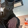 appliance, calm, cat, close_up, countertop, ears, furniture, gray_cat, green_eyes, holding, hoodie, human_hand, indoor, kitchen, pet, portrait, soap_dispenser, stovetop, tattoo, whiskers