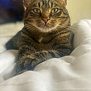 Bleú is registered to the contest to win money with this photo: tabby_cat, cat, pet, animal, feline, green_eyes, whiskers, ears, paws, fur, bed, blanket, indoor, closeup, portrait, relaxed, comfortable, domestic_cat, resting, soft