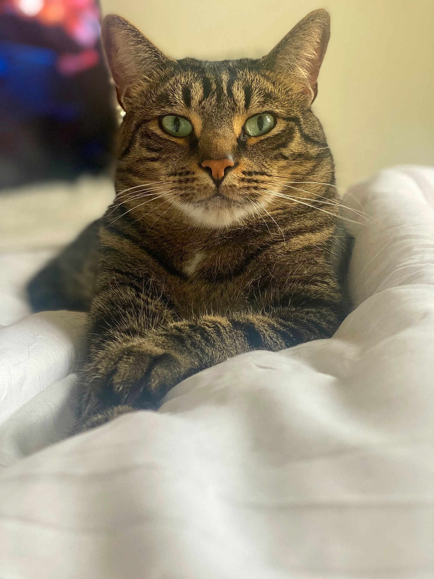 Bleú is registered to the contest to win money with this photo: tabby_cat, cat, pet, animal, feline, green_eyes, whiskers, ears, paws, fur, bed, blanket, indoor, closeup, portrait, relaxed, comfortable, domestic_cat, resting, soft