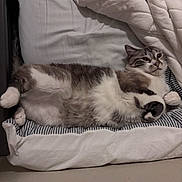 Leo joined the competition — help win amazing prizes! cat, bed, bedding, blanket, striped, white, gray, fur, relaxed, pet, indoor, cute, animal, sleepy, cozy, resting, feline, paw, comfort, lying_down