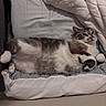 cat, bed, bedding, blanket, striped, white, gray, fur, relaxed, pet, indoor, cute, animal, sleepy, cozy, resting, feline, paw, comfort, lying_down