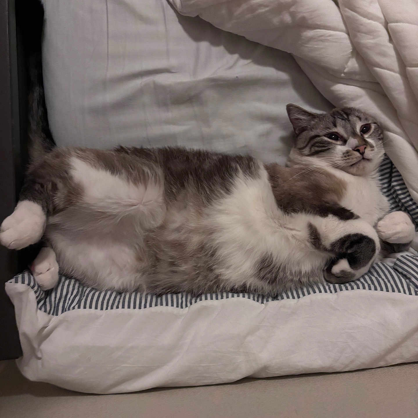 Leo