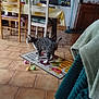 Potichat a rejoint le concours — aidez-le/la à gagner de superbes lots ! cat, tabby_cat, mat, cartoon_cats, home_sweet_home_text, tiled_floor, wooden_chair, dining_table, tablecloth, flower_vase, cat_toys, kitchen, cabinet, broom, blanket, indoor, furniture, curious, pet, cozy