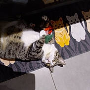 Potichat participe au concours pour gagner de l'argent avec cette photo : animal, cartoon_cats, cat, cute, domestic_cat, feline, floor, indoor, looking_up, mat, paws, pet, playful, relaxed, shadow, striped, tabby_cat, tile_floor, toy, whiskers