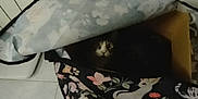 Potichat participe au concours pour gagner de l'argent avec cette photo : animal, bag, cat, container, curious, cute, dark, domestic, fabric, face, feline, floral_pattern, hiding, home, indoor, peek, pet, shadow, tile_floor, zipper