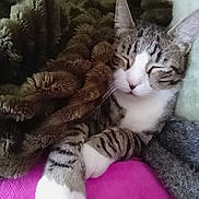 Potichat participe au concours pour gagner de l'argent avec cette photo : cat, tabby, sleeping, cozy, blanket, white_paws, fur, pet, relaxed, indoors, resting, cute, animal, soft, comfort, closeup, peaceful, feline, pink, texture