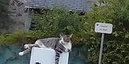 Potichat a rejoint le concours — aidez-le/la à gagner de superbes lots ! cat, tabby, outdoor, post, roof, greenery, street_sign, relaxed, animal, pet, fence, nature, daytime, resting, mammal, quiet, calm, white, gray, striped