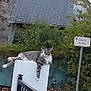 cat, tabby, outdoor, post, roof, greenery, street_sign, relaxed, animal, pet, fence, nature, daytime, resting, mammal, quiet, calm, white, gray, striped