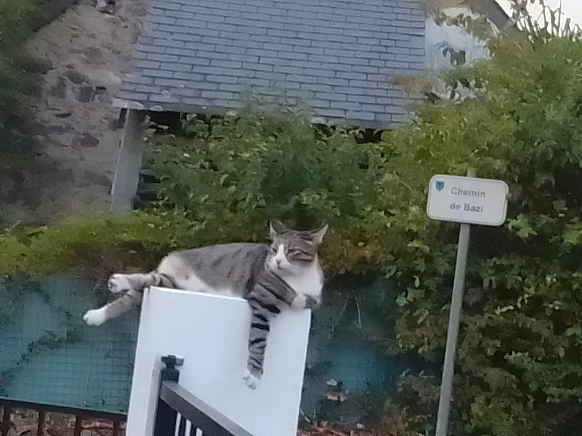Potichat a rejoint le concours — aidez-le/la à gagner de superbes lots ! cat, tabby, outdoor, post, roof, greenery, street_sign, relaxed, animal, pet, fence, nature, daytime, resting, mammal, quiet, calm, white, gray, striped