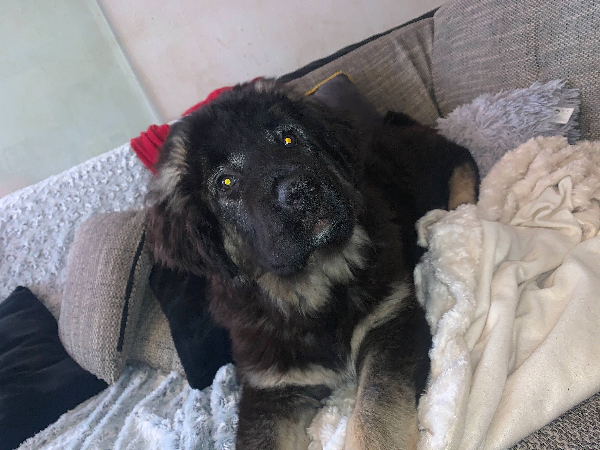 Holkaa participe au concours pour gagner de l'argent avec cette photo : black, canidae, carnivore, comfort, companion_dog, dog, dog_breed, fur, grey, linens, snout, sporting_group, working_animal, working_dog