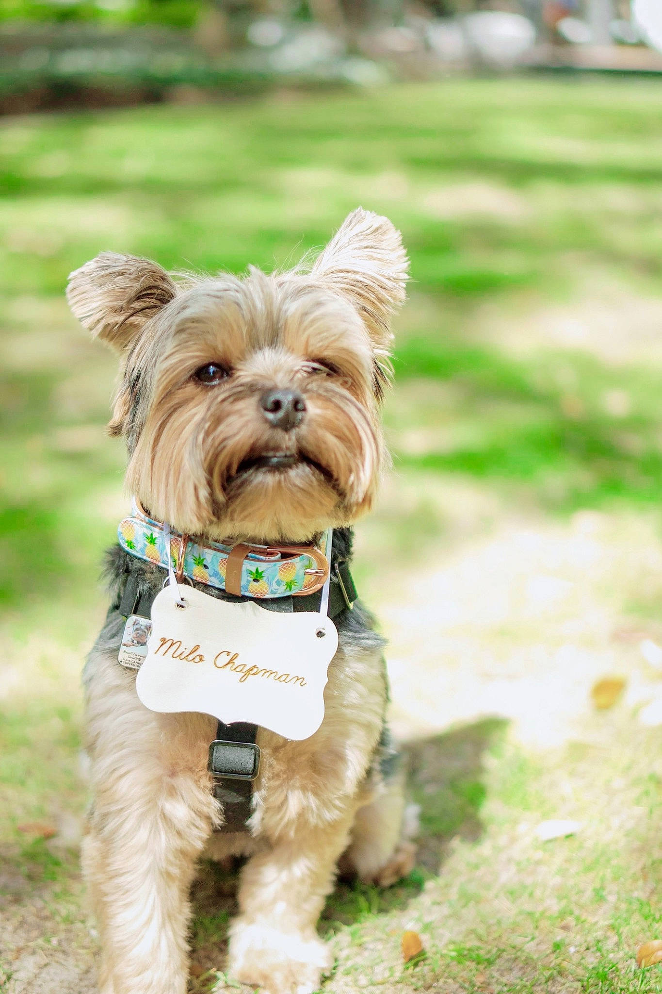 Milo Chapman is registered to the contest to win money with this photo: bow_tie, cairn_terrier, canidae, carnivore, companion_dog, dog, dog_breed, dog_clothes, grass, mammal, morkie, puppy, rare_breed_dog, small_terrier, snout, sporting_group, terrier, toy_dog, vertebrate, yorkshire_terrier
