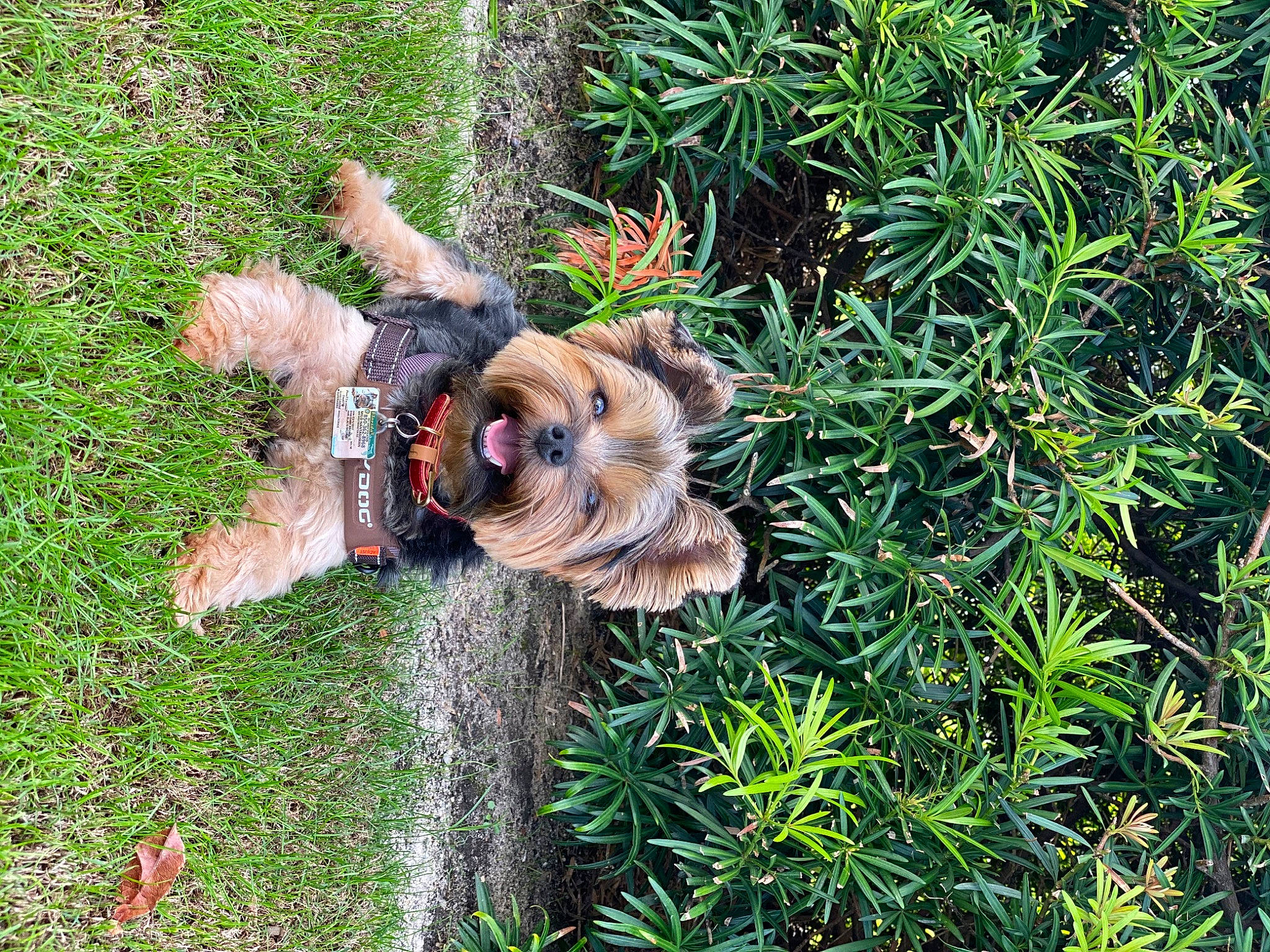 Milo Chapman joined the competition — help win amazing prizes! canidae, carnivore, companion_dog, dog, dog_breed, grass, mammal, norwich_terrier, plant, puppy, sporting_group, terrier, welsh_terrier