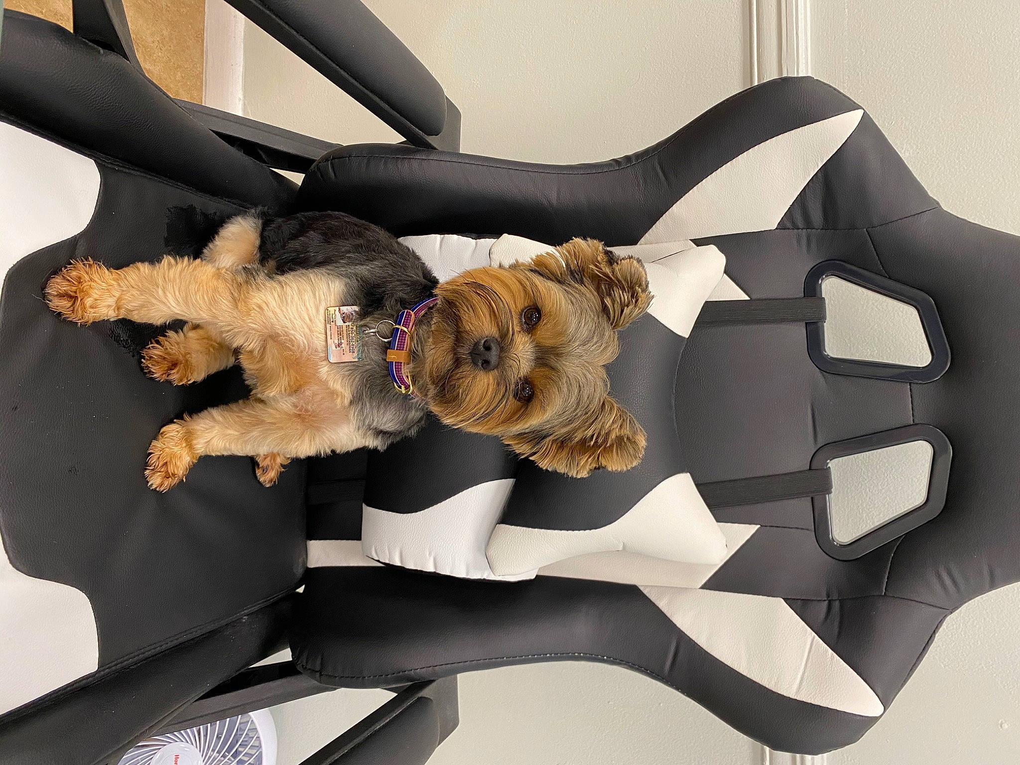 Milo Chapman is registered to the contest to win money with this photo: border_terrier, canidae, car_seat, carnivore, comfort, companion_dog, dog, dog_breed, morkie, norwich_terrier, paw, puppy, puppy_love, sporting_group, terrier, toy_dog, welsh_terrier, yorkshire_terrier