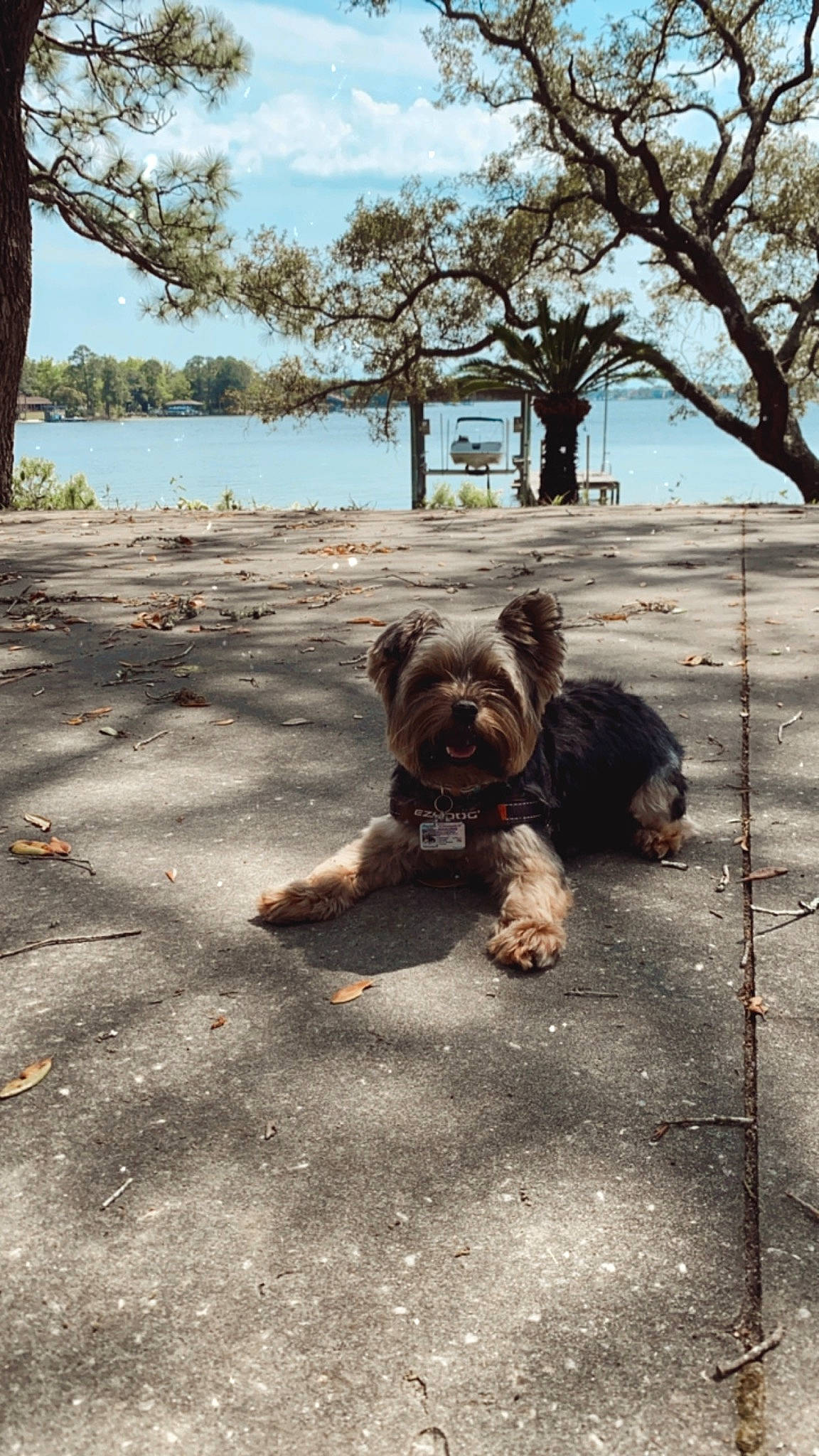 Milo Chapman is registered to the contest to win money with this photo: cairn_terrier, canidae, carnivore, companion_dog, dog, dog_breed, glen_of_imaal_terrier, griffon_bruxellois, morkie, puppy, sporting_group, terrier, tibetan_terrier, toy_dog, yorkshire_terrier