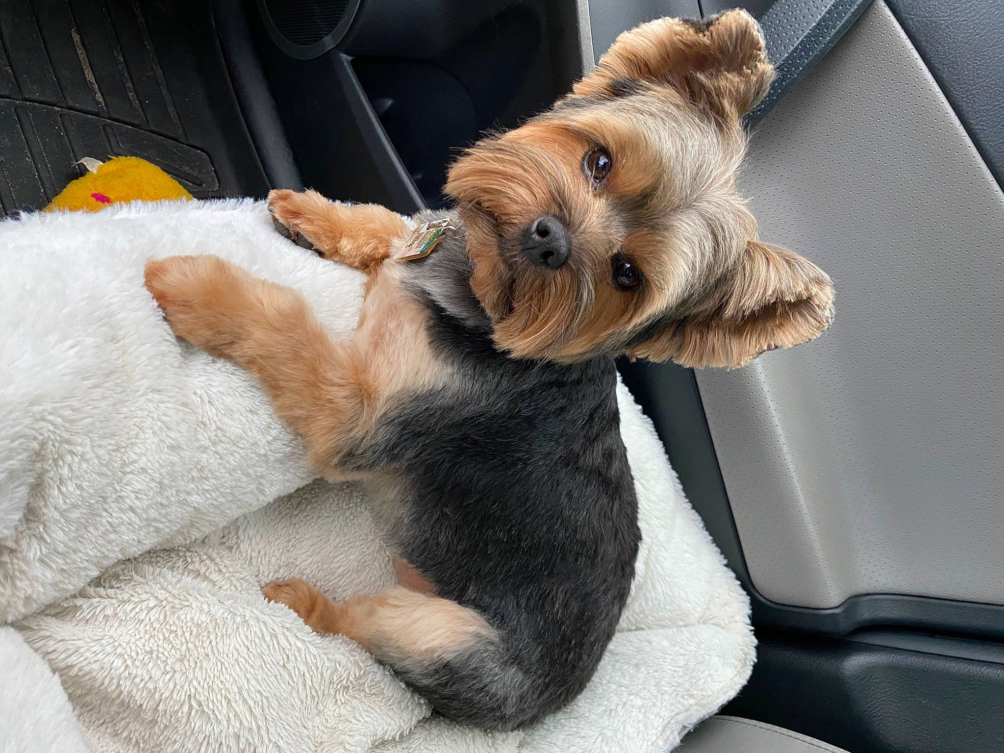 Milo Chapman is registered to the contest to win money with this photo: border_terrier, canidae, carnivore, companion_dog, dog, dog_breed, fox_terrier, fur, irish_soft_coated_wheaten_terrier, mammal, morkie, norfolk_terrier, norwich_terrier, paw, puppy, puppy_love, snout, sporting_lucas_terrier, terrier, welsh_terrier