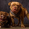 animal, brown_fur, bulldog, canine, companion, dog, ears, expression, floor, friendship, fur, harness, loyalty, muscular, pet, portrait, standing, studio, two_dogs, wrinkles
