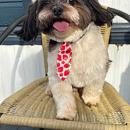 Floyd is registered to the contest to win money with this photo: animal, chair, close_up, cute, dog, domestic_animal, face, fur, happy, outdoor, pet, portrait, sitting, small_dog, smiling, strawberry_pattern, tie, tongue_out, wooden_floor, woven_chair