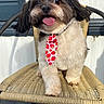 dog, small_dog, tie, strawberry_pattern, chair, woven_chair, tongue_out, happy, cute, pet, fur, outdoor, wooden_floor, close_up, portrait, sitting, animal, domestic_animal, smiling, face