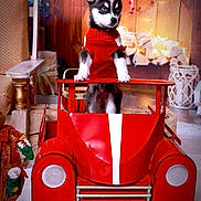 Josiane Sauve a rejoint le concours — aidez-le/la à gagner de superbes lots ! animal, celebration, christmas_decorations, cozy, cute, decorative_plants, dog, festive, holiday, husky, indoor, lights, pet, portrait, puppy, red_sweater, seasonal, toy_car, winter, wooden_background