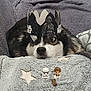 Josiane Sauve participe au concours pour gagner de l'argent avec cette photo : animal, black_and_white, blanket, close_up, cozy, cute, dog, eyes, fur, han_solo, indoor, paper_crown, pet, playful, resting, star_pattern, star_wars, stormtrooper, toy_figures, treat
