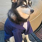 Josiane Sauve a rejoint le concours — aidez-le/la à gagner de superbes lots ! dog, husky, blue_eyes, sitting, clothing, shirt, outdoor, furniture, wicker_chair, pet, animal, canine, fur, ears, paws, portrait, cute, alert, calm, leisure