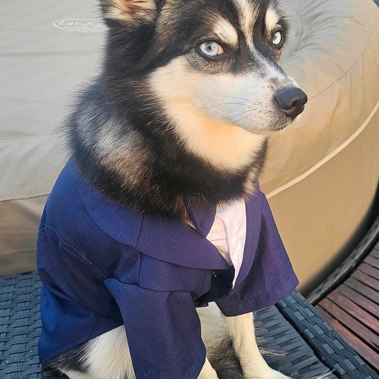 Josiane Sauve a rejoint le concours — aidez-le/la à gagner de superbes lots ! alert, animal, blue_eyes, calm, canine, clothing, cute, dog, ears, fur, furniture, husky, leisure, outdoor, paws, pet, portrait, shirt, sitting, wicker_chair