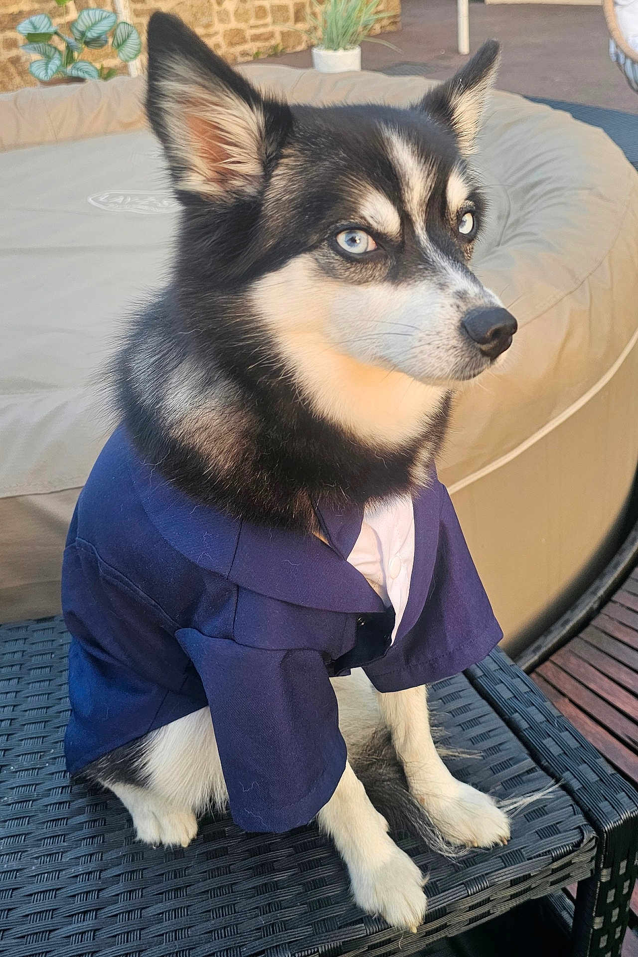 Josiane Sauve a rejoint le concours — aidez-le/la à gagner de superbes lots ! dog, husky, blue_eyes, sitting, clothing, shirt, outdoor, furniture, wicker_chair, pet, animal, canine, fur, ears, paws, portrait, cute, alert, calm, leisure