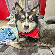 Josiane Sauve a rejoint le concours — aidez-le/la à gagner de superbes lots ! animal, black_fur, blanket, blue_eyes, canine, couch, cozy, dog, furniture, home, husky, indoor, looking_at_camera, mammal, pet, plush_toy, red_bandana, resting, stuffed_animal, white_fur