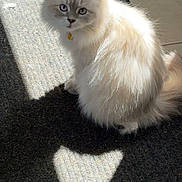 Daisy May joined the competition — help win amazing prizes! animal, blue_eyes, carpet, cat, collar, cute, domestic_cat, feline, fluffy, fur, home, indoor, pet, quiet, relaxed, shadow, sitting, sunlight, triangle_shadow, white_cat