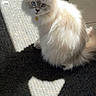 animal, blue_eyes, carpet, cat, collar, cute, domestic_cat, feline, fluffy, fur, home, indoor, pet, quiet, relaxed, shadow, sitting, sunlight, triangle_shadow, white_cat