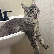 Koda is registered to the contest to win money with this photo: cat, gray_tabby, bathroom, sink, pet, animal, feline, fur, mouth_open, relaxed, indoor, whiskers, ears, claws, cute, playful, domestic_cat, funny_expression, wall, paw