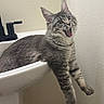 cat, gray_tabby, bathroom, sink, pet, animal, feline, fur, mouth_open, relaxed, indoor, whiskers, ears, claws, cute, playful, domestic_cat, funny_expression, wall, paw