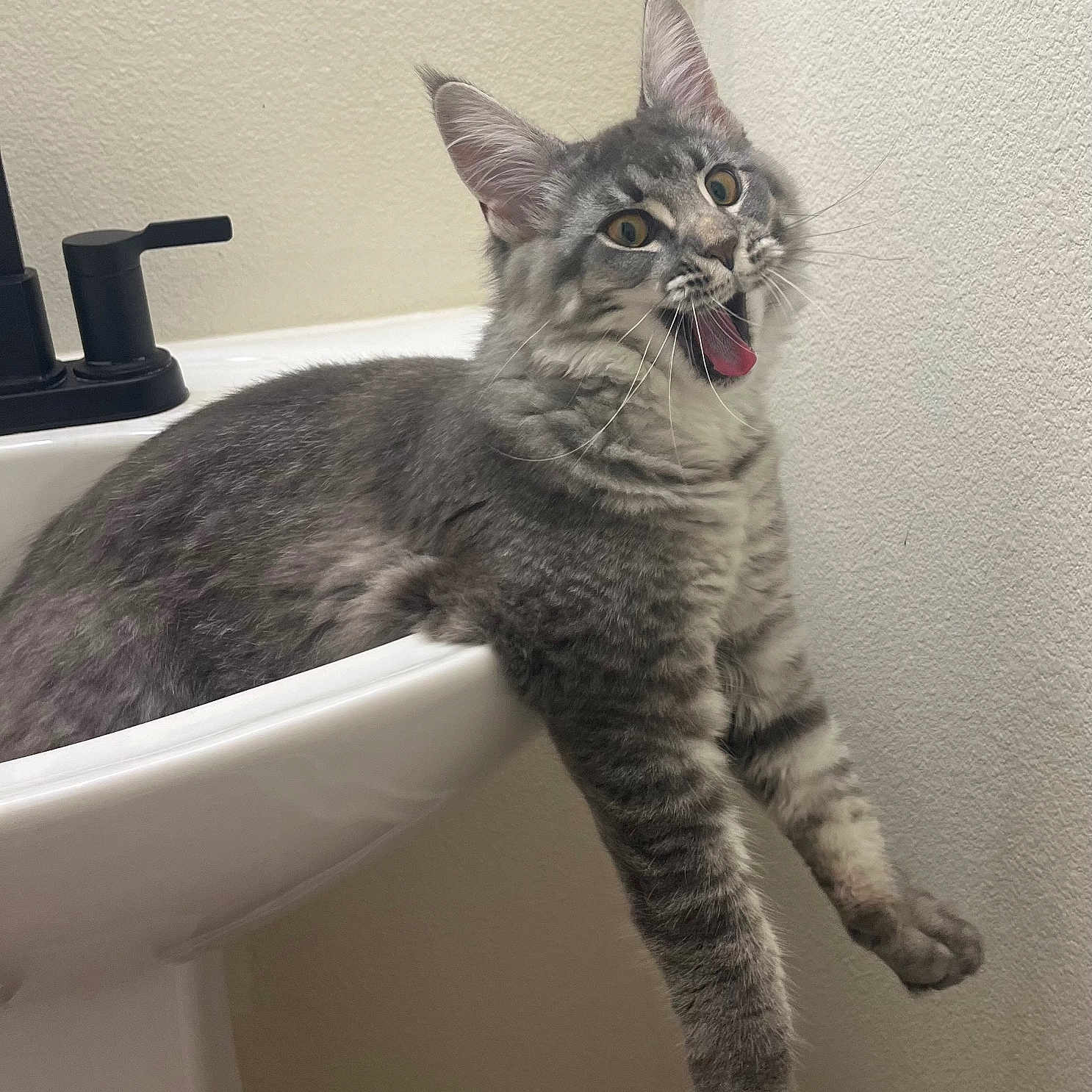 Koda