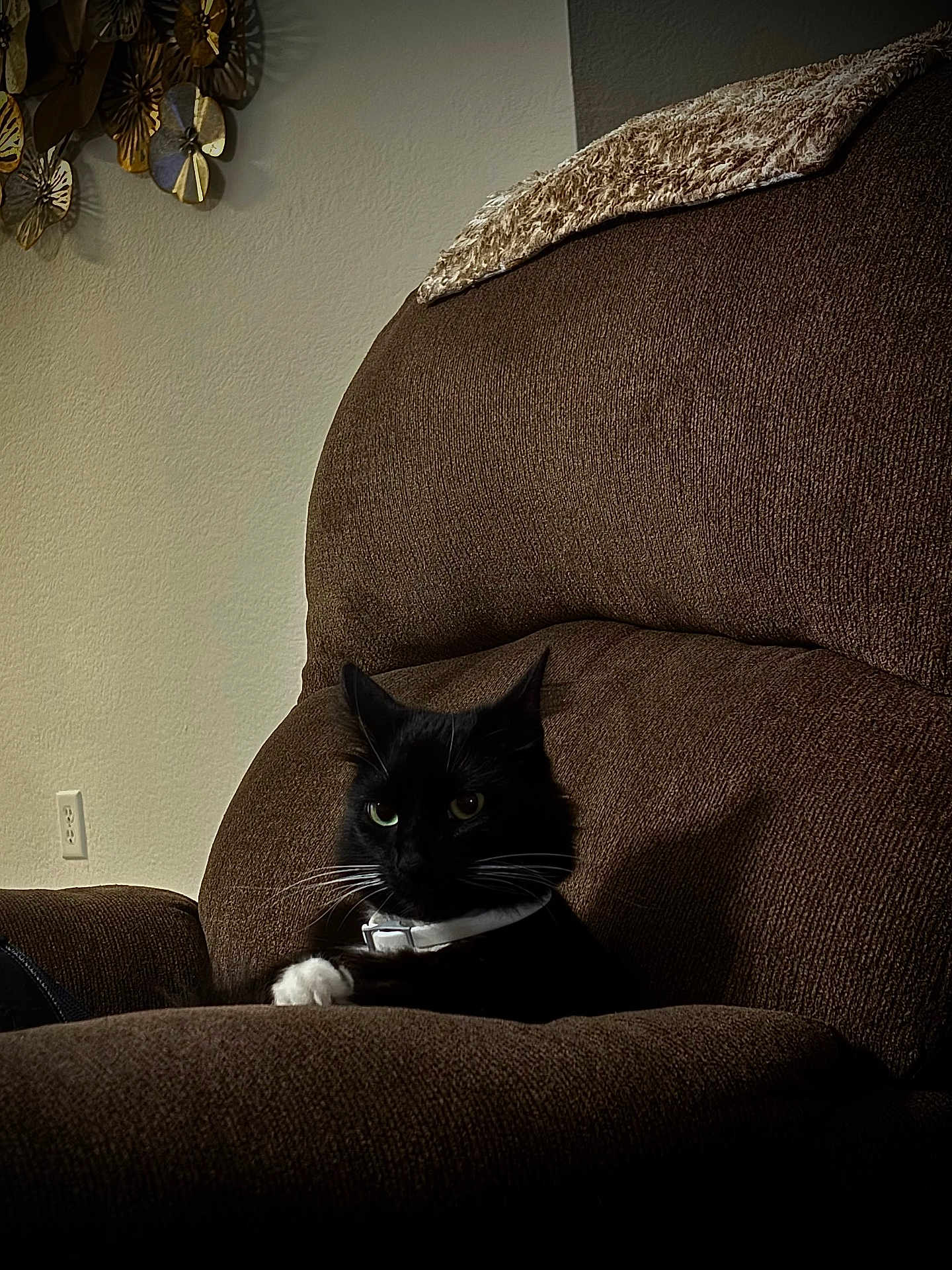 Lucky joined the competition — help win amazing prizes! cat, black_cat, white_paws, white_collar, armchair, brown_furniture, indoor, pet, whiskers, shadow, relaxed, cozy, domestic_cat, feline, resting, animal, household, cute, portrait, seated