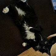 Lucky is registered to the contest to win money with this photo: cat, black_and_white, fluffy, lying_down, couch, indoor, pet, whiskers, curious, wooden_floor, tablet, relaxed, paw, fur, household, feline, domestic_animal, resting, cozy, wide_eyes