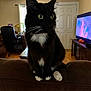 Lucky is registered to the contest to win money with this photo: cat, tuxedo_cat, black_and_white, pet, animal, indoor, living_room, couch, furniture, television, chair, door, wood_floor, whiskers, curtains, window, table, home, yellow_eyes, domestic_cat