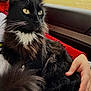 Lucky joined the competition — help win amazing prizes! cat, black_cat, white_fur, yellow_eyes, fluffy, pet, animal, indoor, car_interior, person_hand, red_sweater, lap, fur, whiskers, relaxed, alert, cozy, close_up, portrait, domestic_cat