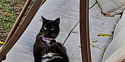 Lucky joined the competition — help win amazing prizes! cat, outdoor, swing, furniture, black_cat, white_paws, purple_collar, leaves, autumn, relaxed, pet, animal, nature, seat_cushion, rust, metal_frame, daylight, garden, resting, fur