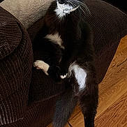 Lucky joined the competition — help win amazing prizes! black_fur, brown_couch, cat, collar, couch, domestic_animal, feline, furniture, house, indoor, looking_away, pet, relaxed, sitting, tail, tuxedo_cat, whiskers, white_chest, white_paws, wooden_floor