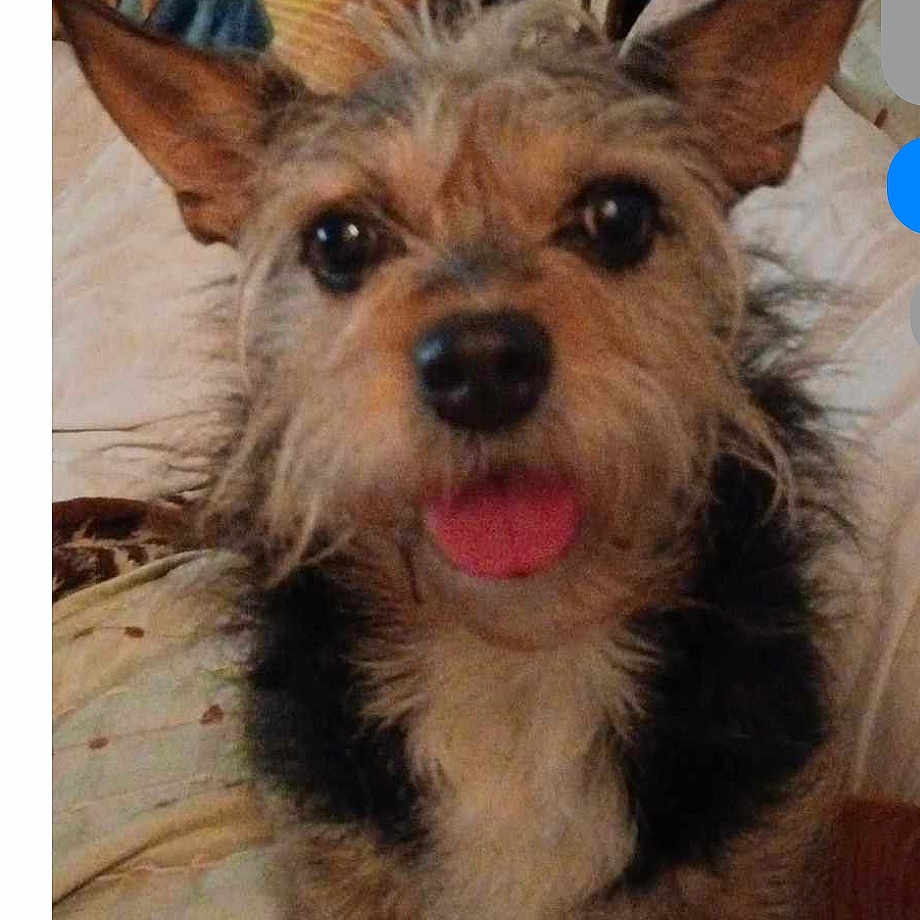 Nonna participe au concours pour gagner de l'argent avec cette photo : affenpinscher, animal, ball, canine, couch, cushion, dog, face, furniture, head, homedecor, person, pet, photography, portrait, puppy, sport, tennis, tennisball, terrier