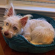 Lady is registered to the contest to win money with this photo: dog, white_dog, pet_bed, blue_bed, indoor, window, curious, fluffy, small_dog, cozy, resting, looking_up, fur, ears, animal, companion, cute, domestic, relaxed, home