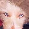 Lady joined the competition — help win amazing prizes! dog, close_up, blue_eyes, fluffy, fur, portrait, animal, pet, canine, nose, whiskers, indoor, looking, face, muzzle, cute, soft_light, expression, focused, snout