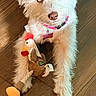 Lady is registered to the contest to win money with this photo: dog, blue_eyes, white_fur, plush_toy, chicken_toy, pet, indoor, wooden_floor, collar, pink_tag, cute, fur, animal, playful, close_up, looking_at_camera, toy, domestic, canine, young_dog
