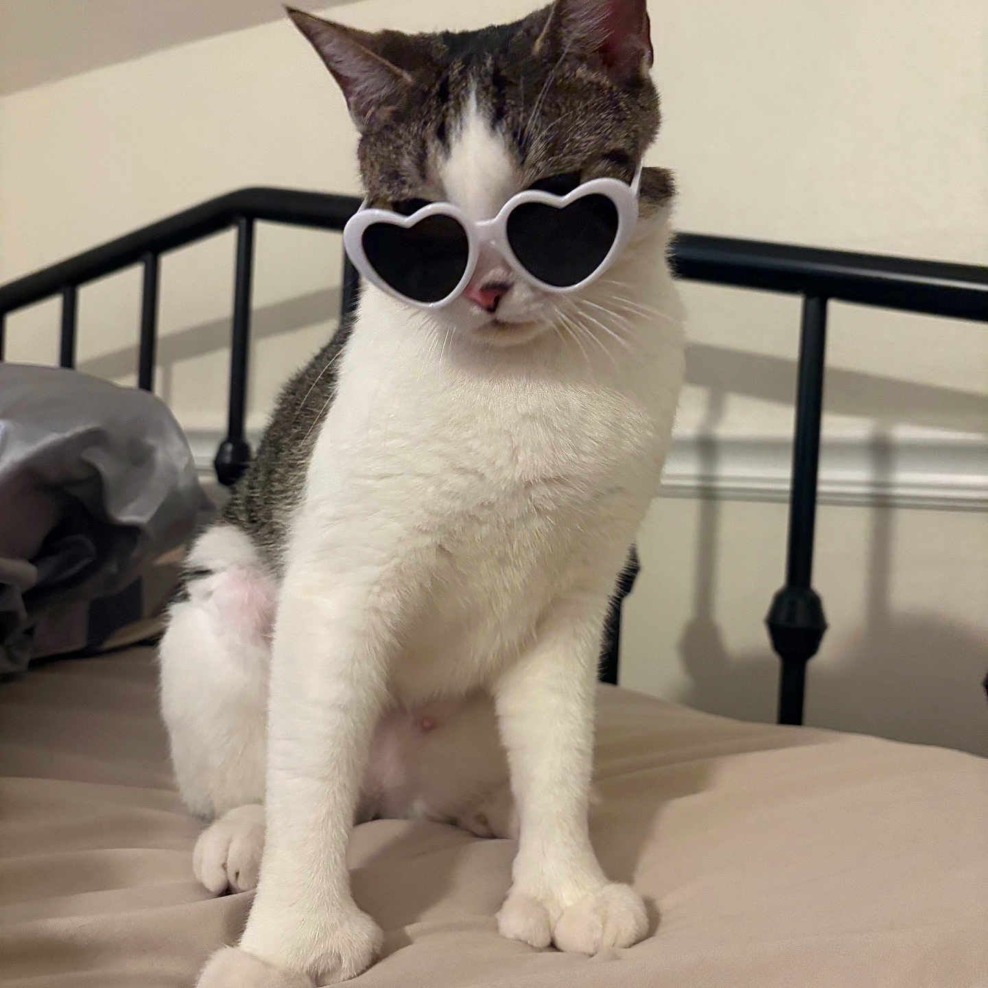 Beans joined the competition — help win amazing prizes! cat, heart_shaped_sunglasses, bed, feline, white_fur, tabby_fur, indoor, pet, animal, bedroom, metal_bed_frame, cool, sitting, cute, whiskers, pink_nose, fur, looking_away, funny, accessory