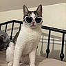 cat, heart_shaped_sunglasses, white_fur, gray_fur, bed, indoor, pet, feline, sitting, black_headboard, pink_nose, whiskers, animal, cute, funny, domestic_cat, fur, portrait, accessory, cool