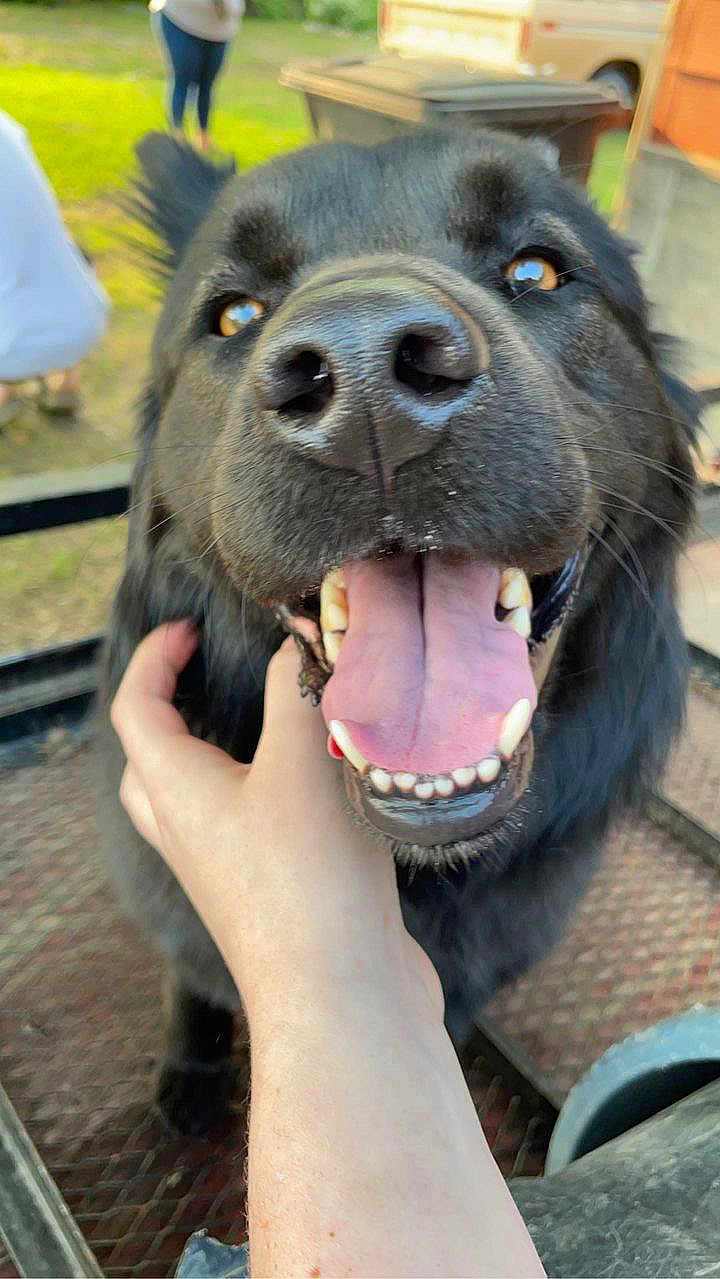 Boo