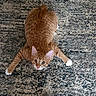 cat, orange_tabby, white_paws, curious, playful, indoor, rug, textured_rug, wooden_floor, pet, animal, feline, looking_up, relaxed, domestic_cat, whiskers, ears, flooring, cute, paw