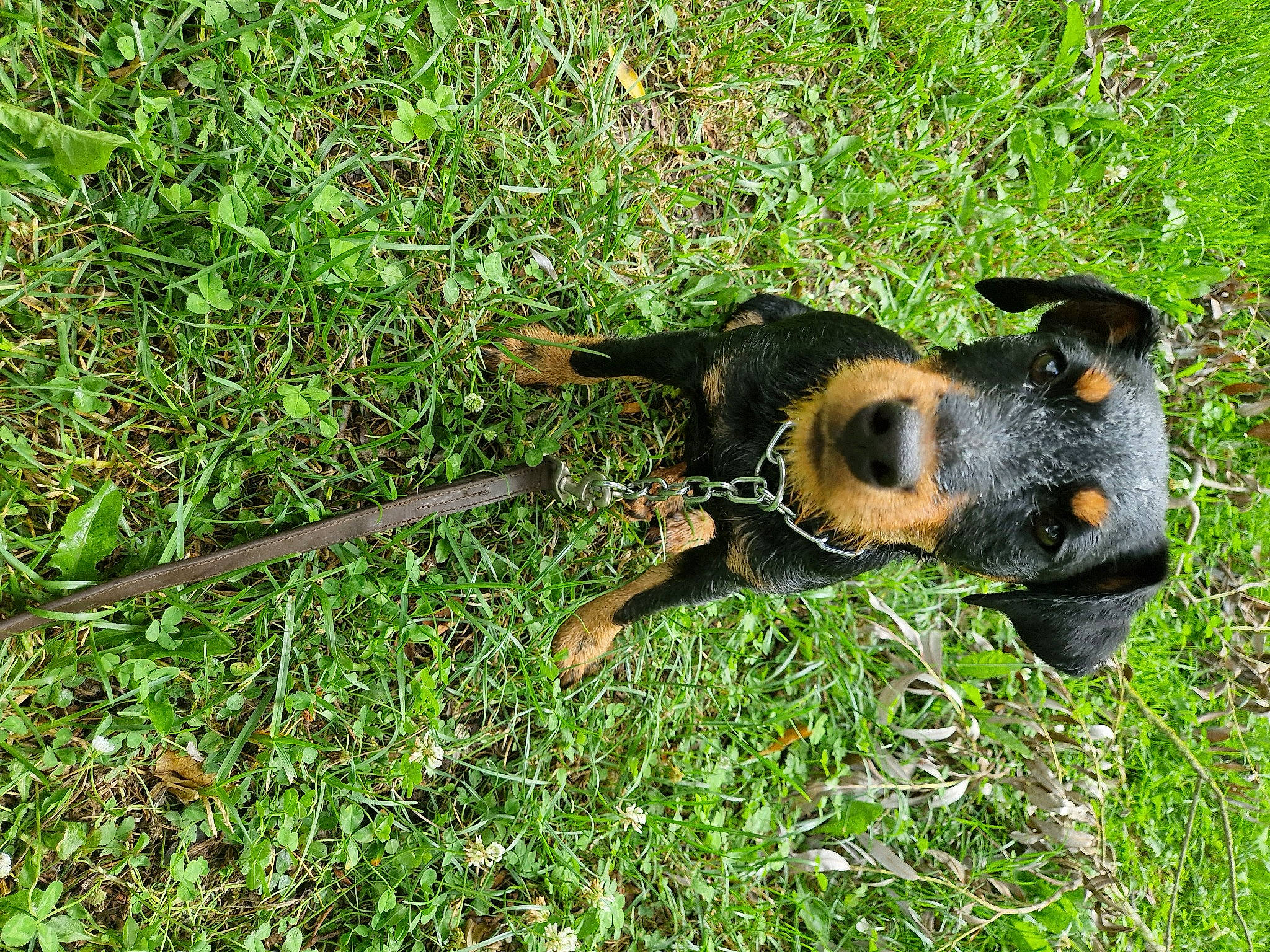 Uguette a rejoint le concours — aidez-le/la à gagner de superbes lots ! carnivore, companion_dog, dog, dog_breed, grass, grassland, groundcover, guard_dog, hunting_dog, plant, sporting_group, terrestrial_animal, terrier, toy_dog, working_animal, working_dog