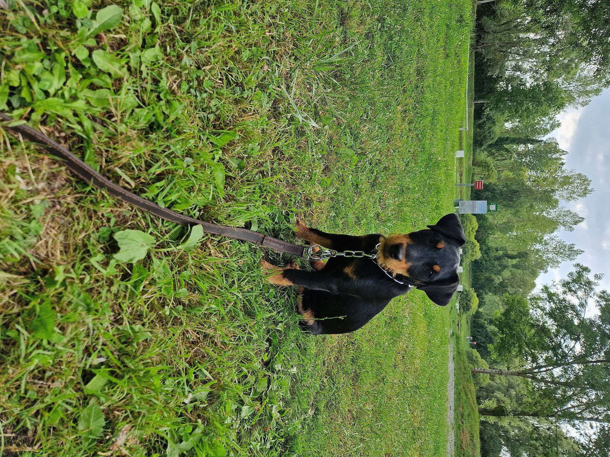 Uguette participe au concours pour gagner de l'argent avec cette photo : biome, branch, grass, grass_family, groundcover, jungle, natural_environment, people_in_nature, plant, recreation, shrub, sky, soil, terrestrial_plant, tire, tree, trunk, twig, vegetation, woody_plant
