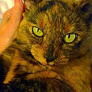 Ellie is registered to the contest to win money with this photo: cat, tortoiseshell, green_eyes, close_up, pet, feline, fur, hand, resting, indoor, comfort, animal, portrait, face, whiskers, domestic, cute, expression, eyes, mammal